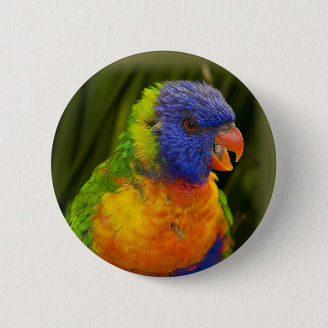 Colorful parakeet pinback button (Front)