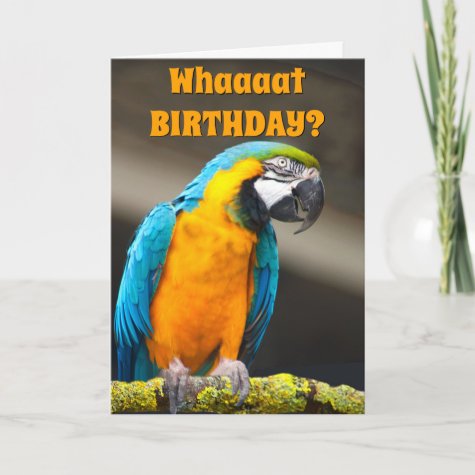 Colorful Parrot Any Birthday Template