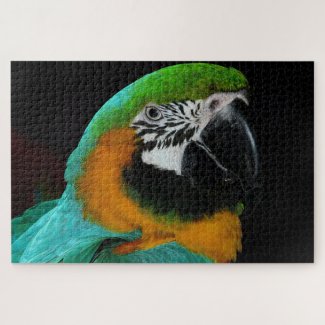 Colorful parrot bird 