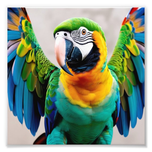 Colorful parrot bird photo print (Front)