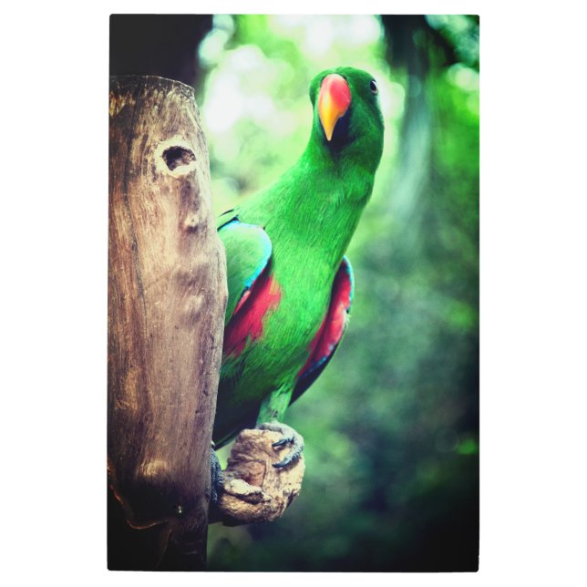 Colorful Parrot Macaw Bird-38657 Metal Print (Front)