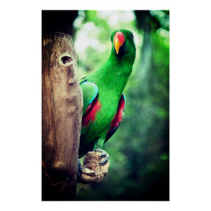 Colorful Parrot Macaw Bird-38657 Poster