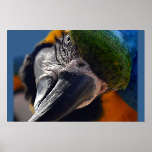 Colorful Parrot Macaw Bird Poster