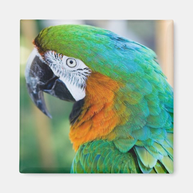 Colorful Parrot Magnet (Front)
