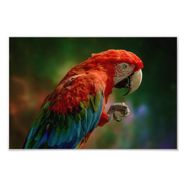 Colorful Parrot Photo Print (Front)