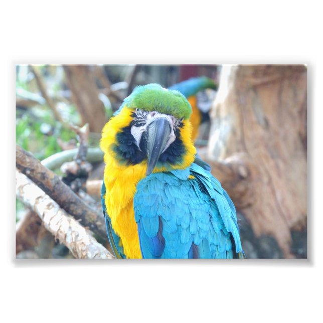 Colorful parrot - Photo Print (Front)