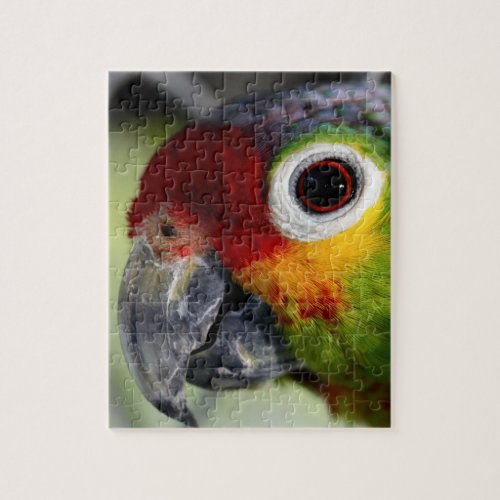 Colorful Parrot Photo Puzzle