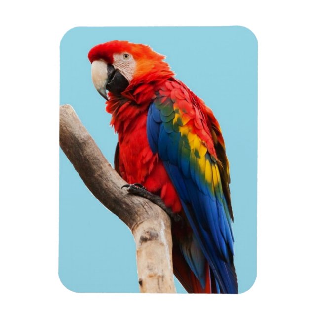 Colorful Parrot Portrait Photo Magnet (Vertical)