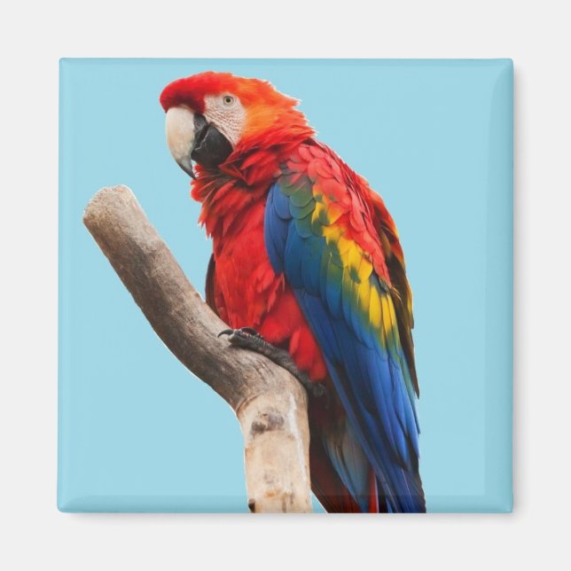 Colorful Parrot Portrait Photo Magnet (Front)