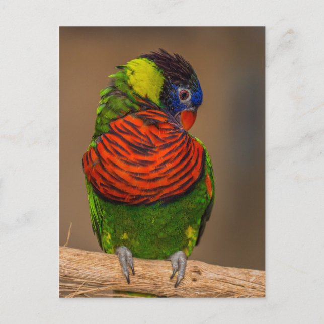 Colorful parrot postcard (Front)