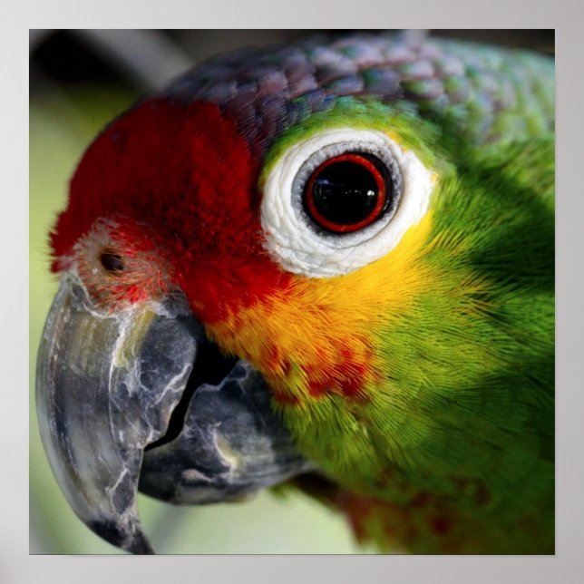 Colorful Parrot Poster (Front)