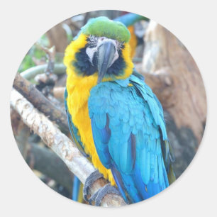 Colorful Parrot - Sticker