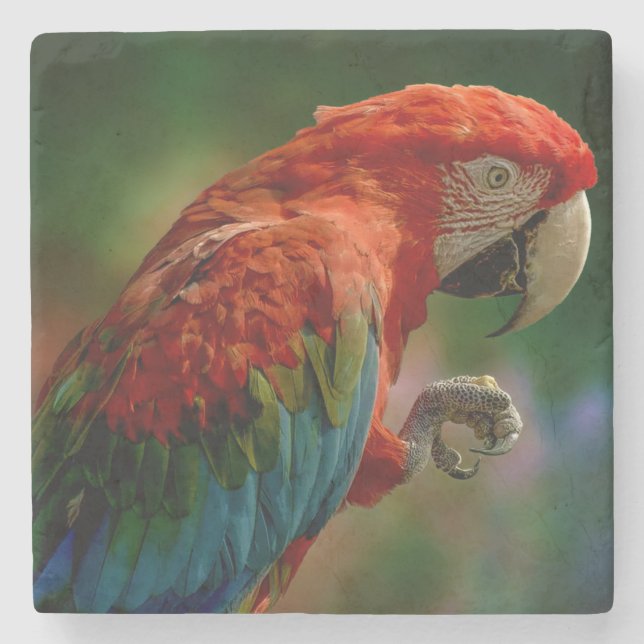 Colorful Parrot Stone Coaster (Front)