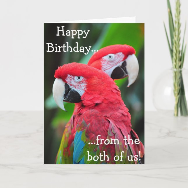 Colorful parrots birthday greeting card (Front)