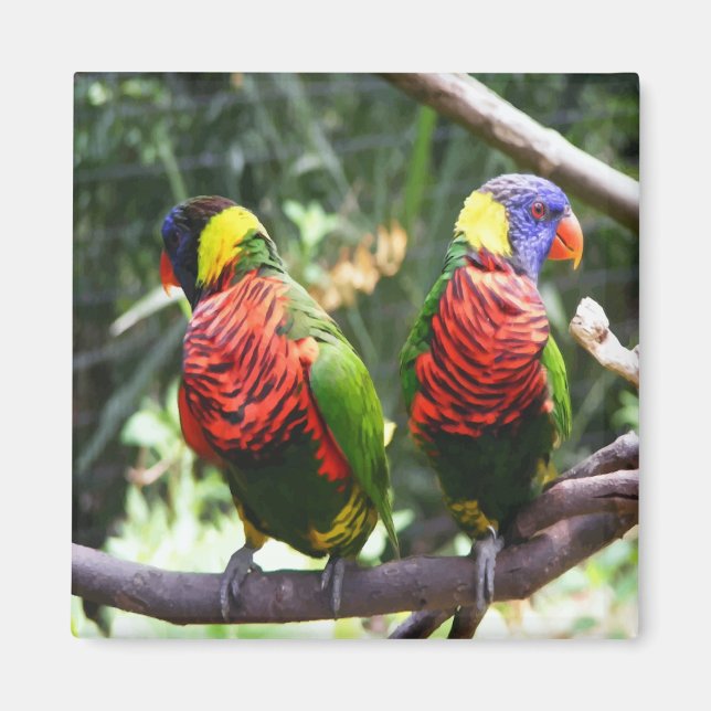 Colorful Parrots Magnet (Front)