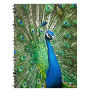 Colorful Peacock Bird Notebook
