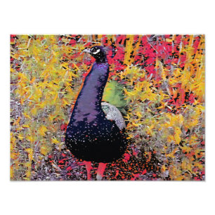 Colorful Peacock bird Photo Print