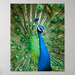 Colorful Peacock Bird Poster