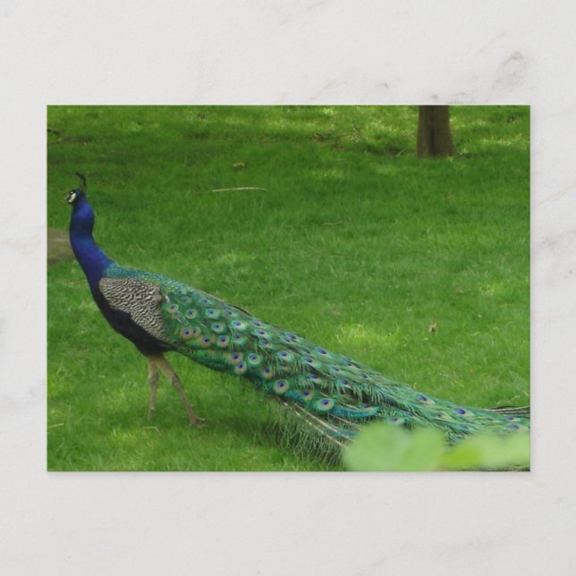 Colorful peacock card (Front)