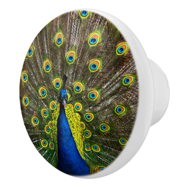 Colorful peacock ceramic knob (Right)