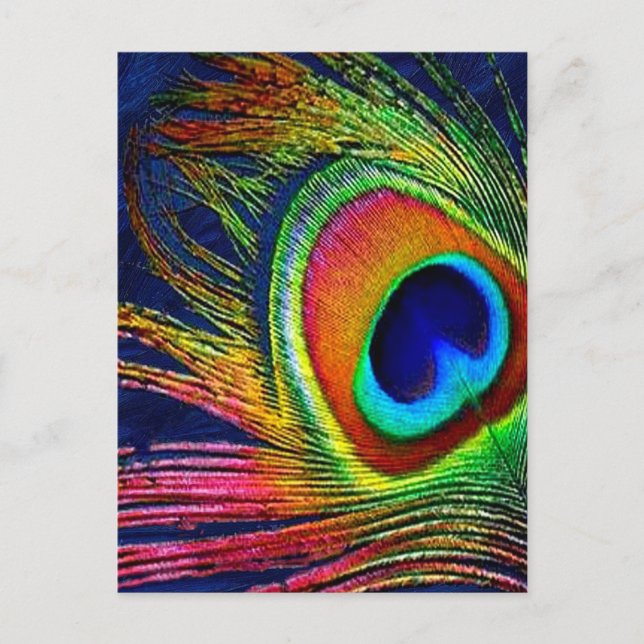 Colorful Peacock Feather Print Postcard (Front)