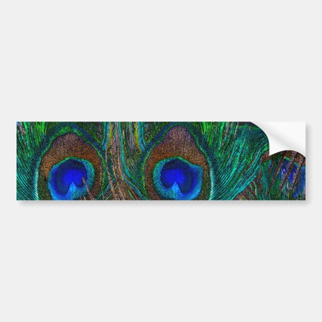 Colorful Peacock Feathers Etching Style Bumper Sticker (Front)