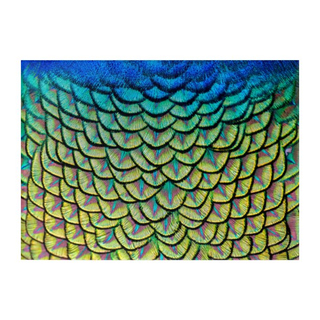 Colorful Peacock Feathers in a Art Deco Pattern (Front)