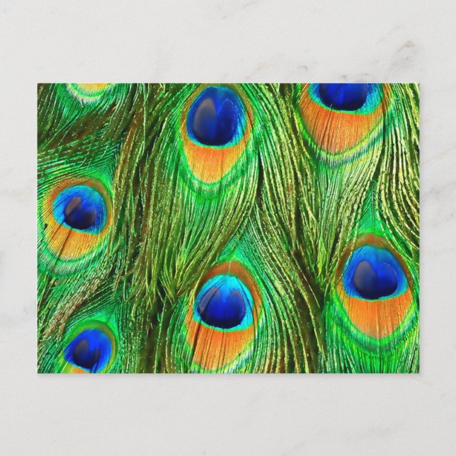 Colorful Peacock Feathers Print Postcard (Front)