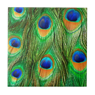 Colorful Peacock Feathers Print Tile