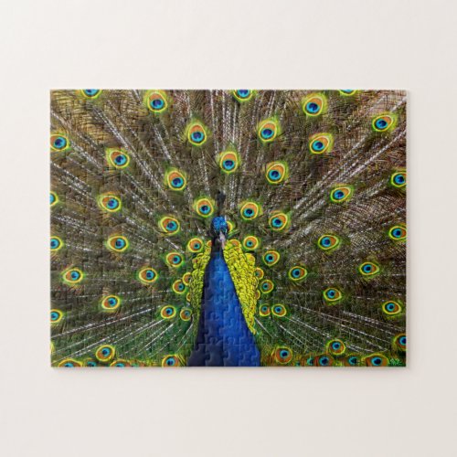 Colorful peacock jigsaw puzzle