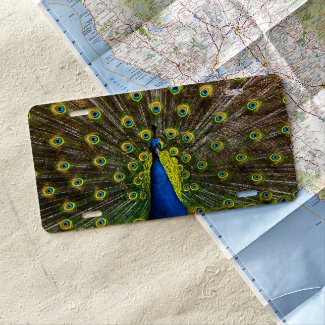 Colorful peacock license plate (In Situ)