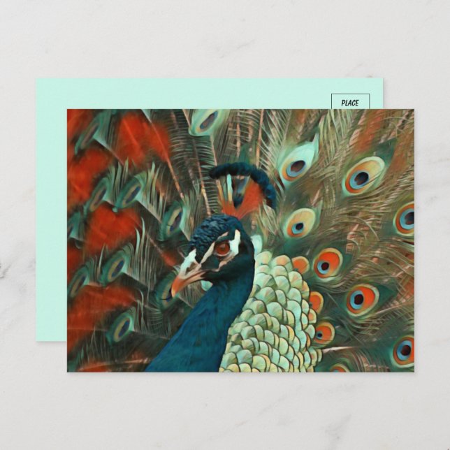 Colorful Peacock Postcard (Front/Back)