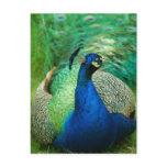 Colorful Peacock Postcard