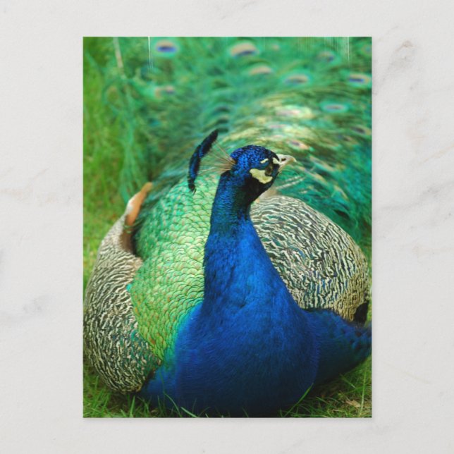 Colorful Peacock Postcard (Front)