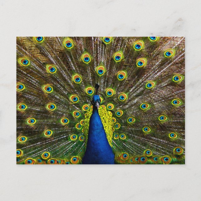 Colorful peacock postcard (Front)