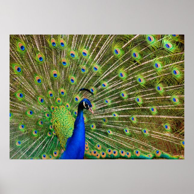 Colorful Peacock Poster (Front)