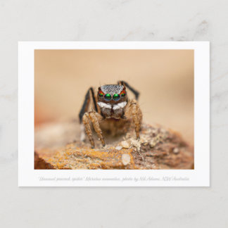 Colorful Peacock Spider Macro Photography Postcard