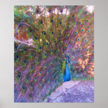 Colorful Peafowl Photo Print Poster Image