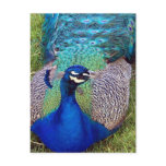 Colorful Peafowl  Postcard