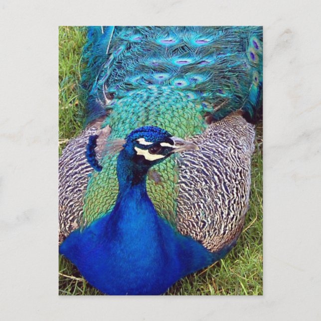 Colorful Peafowl  Postcard (Front)