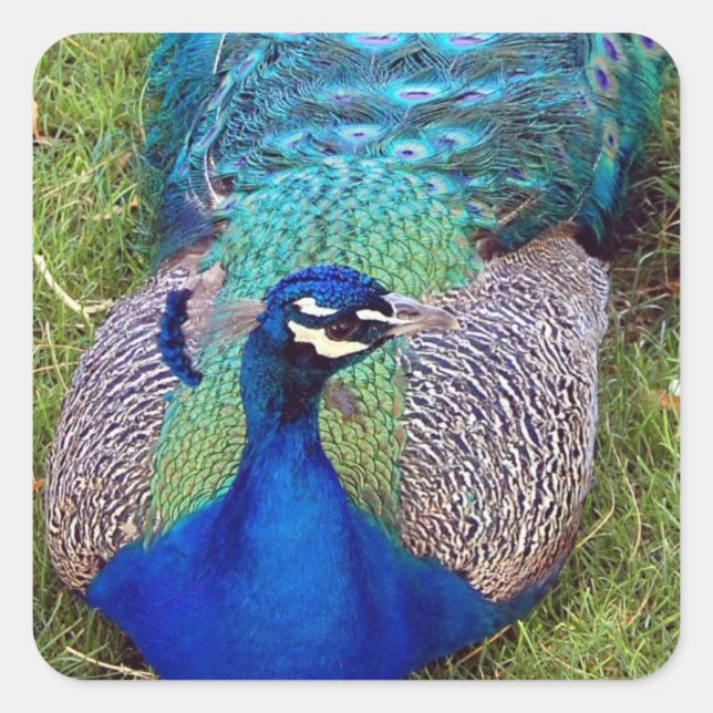 Colorful Peafowl  Stickers (Front)