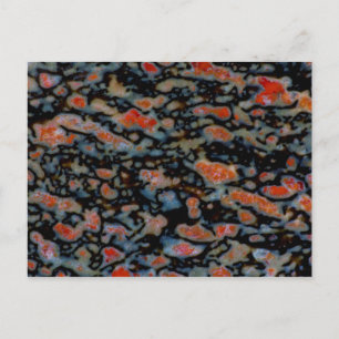 Colorful Petrified Dinosaur Bone Postcard