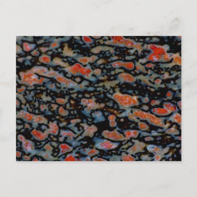 Colorful Petrified Dinosaur Bone Postcard (Front)