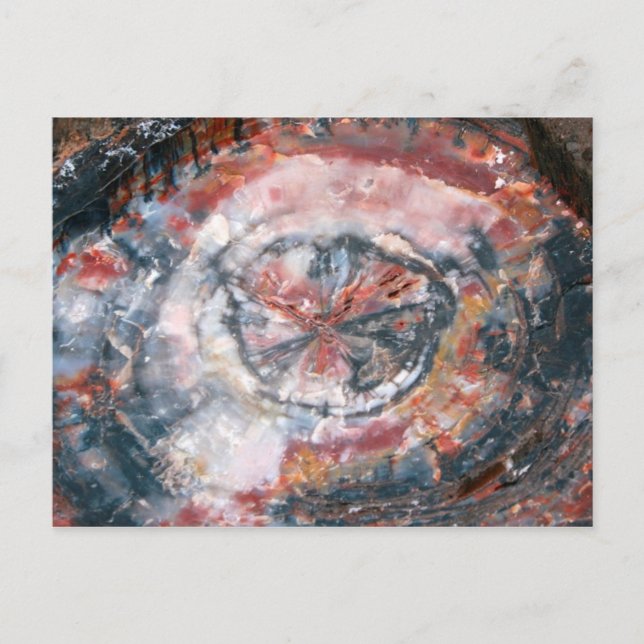 Colorful Petrified Wood photo Postcard (Front)