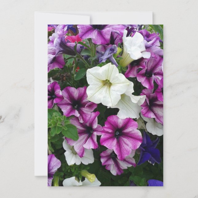Colorful Petunias Blank Card (Front)