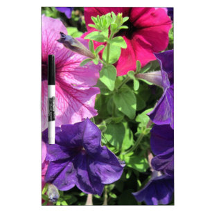 Colorful Petunias Dry-Erase Board