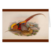 Colorful pheasant (Front Horizontal)