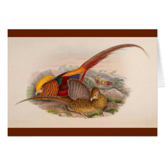 Colorful pheasant cards