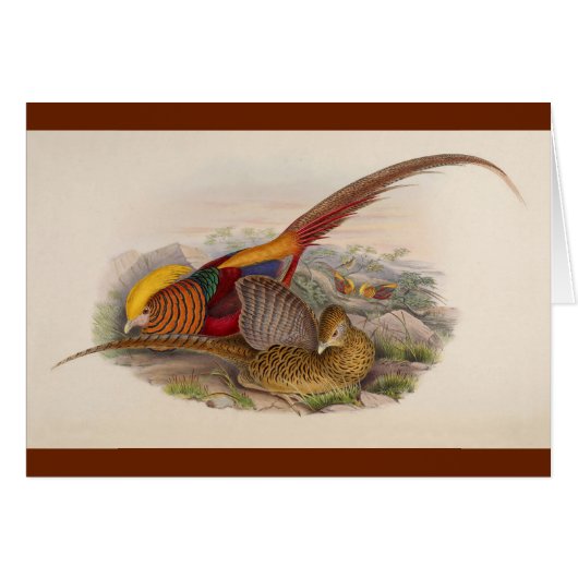 Colorful pheasant cards (Front Horizontal)