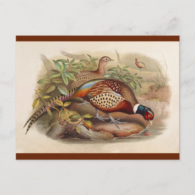 Colorful pheasant postcard (Front)